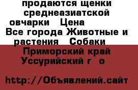 продаются щенки среднеазиатской овчарки › Цена ­ 30 000 - Все города Животные и растения » Собаки   . Приморский край,Уссурийский г. о. 